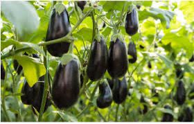 First genetically modified food product in India – Bt. Eggplant Hybrid [Banned]