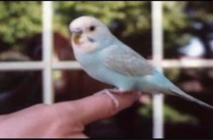  “Meet the Bird That Knows Over 1,700 Words: A World Record in Intelligence”