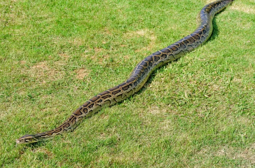  “Zimbabwe’s Giant Python Sets World Record as Longest Snake at 10.1 Meters”