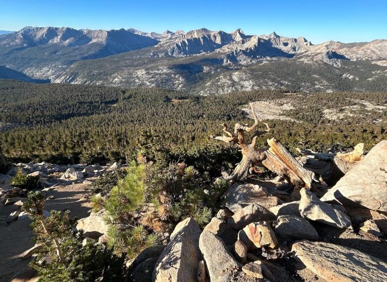  “‘It Made No Sense’: Scientist Uncovers California’s New Tallest Tree”