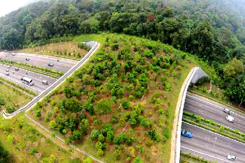  India Builds First-Ever Animal Overpass Corridor on Delhi–Mumbai Expressway
