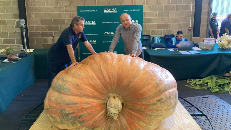  Pumpkin-Growing Brothers Aim for World Record at UK Giant Veg Championship