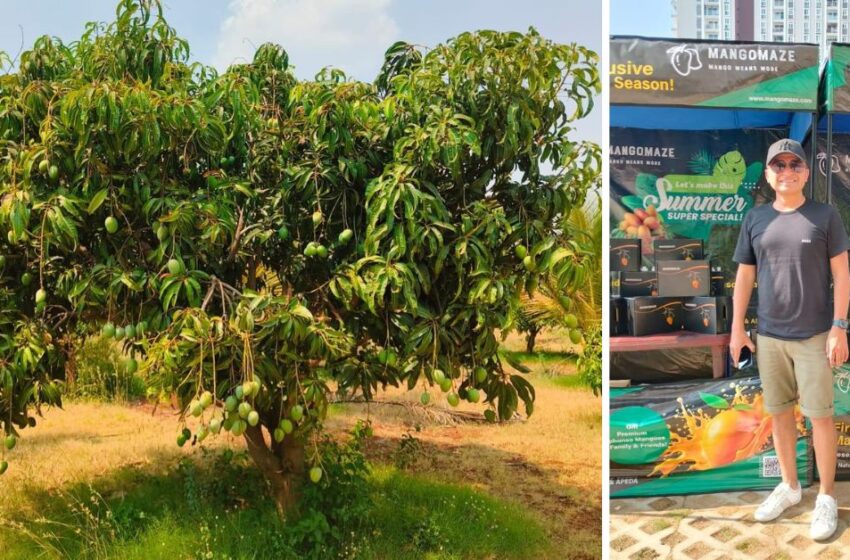  Bengaluru’s MangoMaze Blends AI and Agriculture to Revolutionize Mango Farming