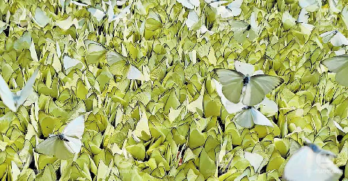  Kerala Inaugurates India’s First Butterfly Sanctuary at Aralam with 266 Species Recorded