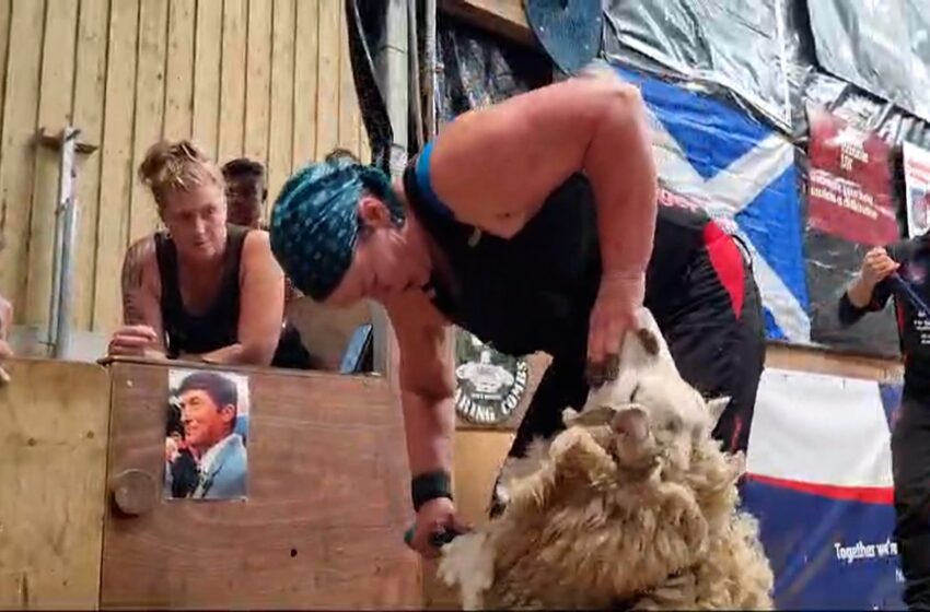  Scottish Woman Sets World Record by Shearing 517 Sheep in Nine Hours