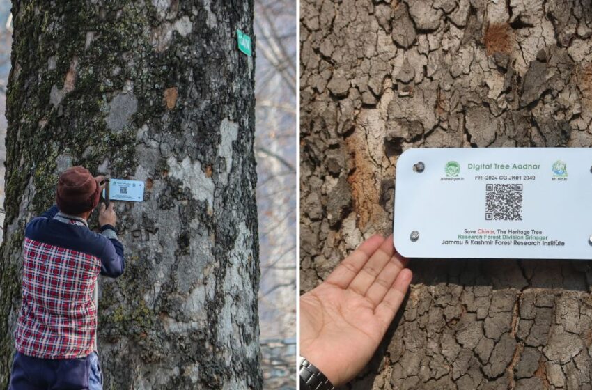  Kashmir’s Iconic Chinar Trees Go Digital: Authorities Begin Geo-Tagging in Pulwama