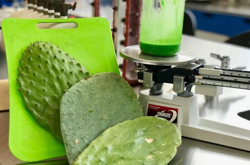  Mexican Scientists Develop Biodegradable Cactus-Based Plastic That Dissolves in Days