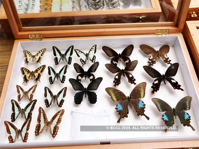  Tamil Nadu Unveils India’s First Full-fledged Insect Museum