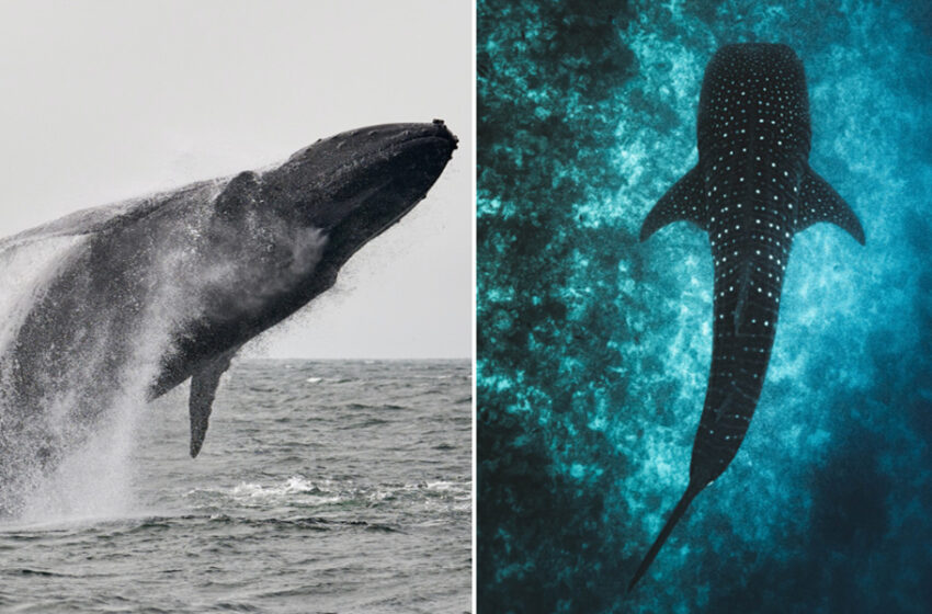  Guinness World Records 2024 Celebrates the Vital Essence of Water and Our Blue Planet