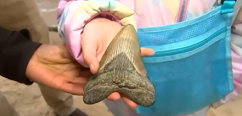  9-Year-Old Girl Finds 15-Million-Year-Old Megalodon Tooth in Chesapeake Bay