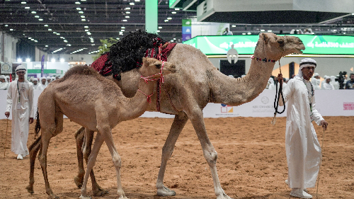  “Million-Dollar Hump: UAE Camel Fetches $2.7 Million in Historic Sale”