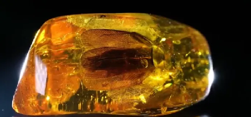  Fossil Discovery: Russian Miners Unearth 40-Million-Year-Old Cockroach