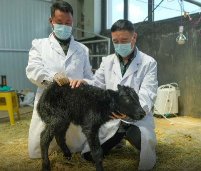  World’s First Cloned Yak Delivered via C-Section in Tibet