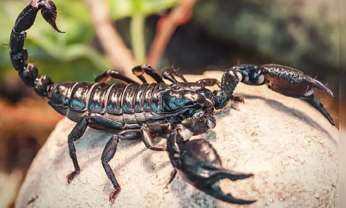  Scientists Discover Molecule in Amazonian Scorpion Venom That Kills Breast Cancer Cells