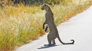Leopard Stands on Two Legs Like a Human to Get Better View of Its Prey!