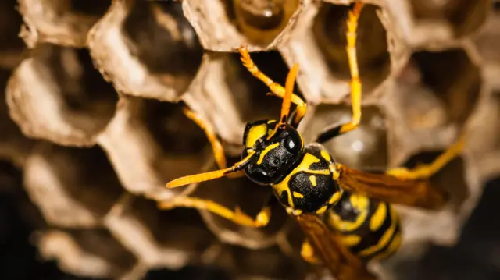  Radioactive Wasp Nest Discovered at Former U.S. Nuclear Weapons Site Sparks Concern