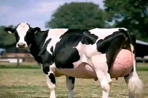  Brazilian Cow Breaks World Record, Produces 343 Litres of Milk in Just Three Days