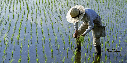  Chinese Scientists Develop Seawater Rice, Could Feed 200 Million by 2030