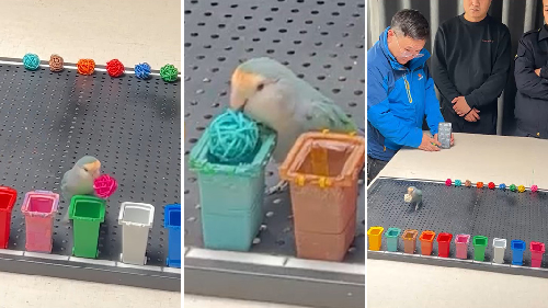  Clever Parrot Xiaogui Sets World Record for Fastest Colour Identification