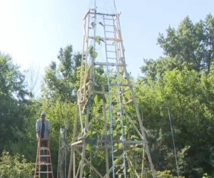 Indiana Man’s Giant Sunflower May Break World Record