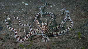 “Meet the Mimic Octopus: Nature’s Master of Disguise in the Ocean”