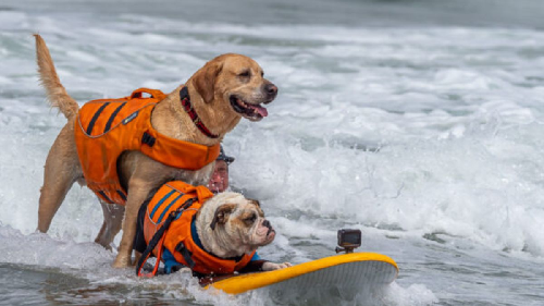  World Dog Surfing Championship Delights Crowds in Pacifica Beach