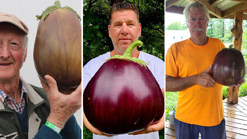  Pennsylvania Grower Breaks World Record with Massive Aubergine