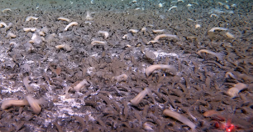  Science Confirms Deep Sea Is Fully Connected Across the World’s Oceans