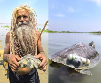  Endangered Red-Crowned Roofed Turtle Reappears in River Ganga After 30 Years