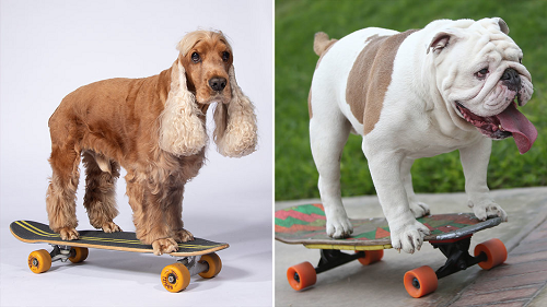  Coda the Cocker Spaniel Sets Skateboarding World Record in Italy