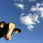 Denmark Makes History with World’s First Livestock Flatulence Tax to Combat Climate Change