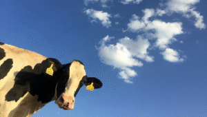 Denmark Makes History with World’s First Livestock Flatulence Tax to Combat Climate Change