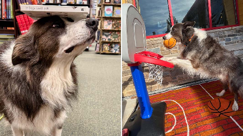  The Dog That Does It All: Meet Leonard Lee, the Multi-Talented Border Collie
