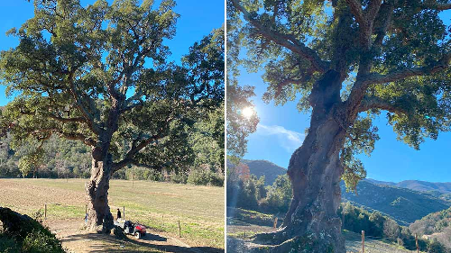  France’s Colossal Cork Oak Crowned World’s Tallest