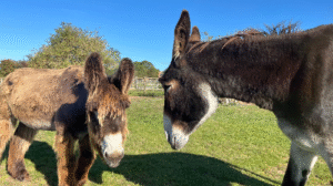 Lincolnshire Donkeys Earn Spot in Guinness World Records 2026