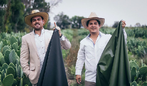  Two Friends Create Leather from Cactus, Aiming to Save 1 Billion Cows