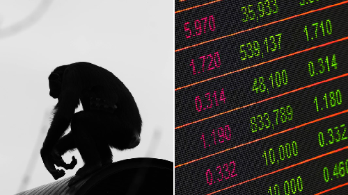  Monkey Business: The Primate Who Made Headlines on Wall Street