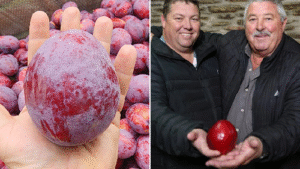 South African Farmers Grow World’s Heaviest Plum, Weighing 464 Grams