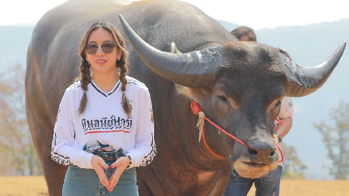  Meet King Kong: The World’s Tallest Living Water Buffalo in Thailand
