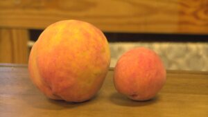 Massive Virginia Peach Breaks World Record, Weighs in at Over 800 Grams