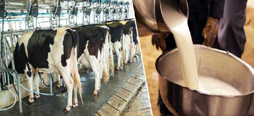  India Becomes World’s Largest Milk Producer, Contributing Over a Quarter of Global Supply