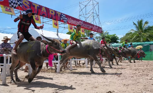  “Thailand Hosts Buffalo Beauty Pageants: Celebrating Strength, Beauty, and Tradition”