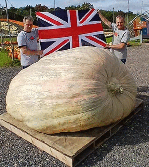  British Twin Brothers Set Guinness World Record with 2,819-Pound Pumpkin
