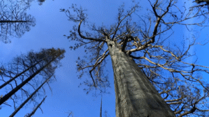World’s Tallest Living Tree, Hyperion, Stands Proudly in California’s National Park