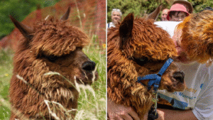 World’s Oldest Alpaca, Hawthornden Wainui, Passes Away at 27 Years in New Zealand