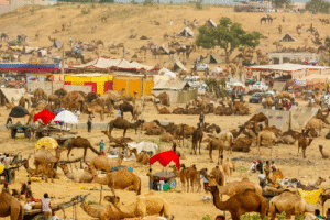 The World’s Largest Camel Fair Readies for 2025 Extravaganza