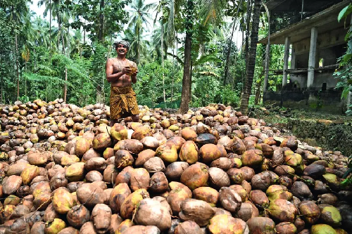  “Coconut Crisis: Shortage of Tree Climbers Threatens Livelihoods of 16 Million Farmers”