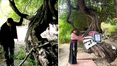  416-Year-Old Tibetan Grapevine Declared World’s Oldest