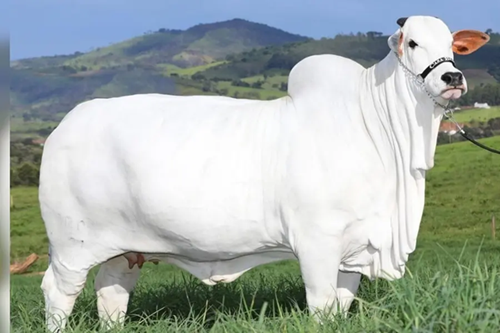  A Cow Worth ₹40 Crore 1100-kg Giant Sets New World Record