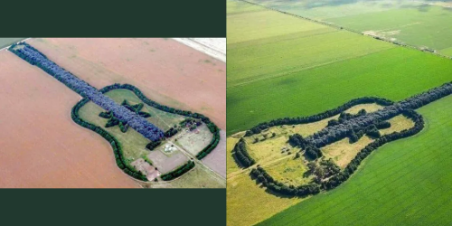  Argentine Farmer Spends 40 Years Growing a Guitar-Shaped Forest to Honor His Late Wife